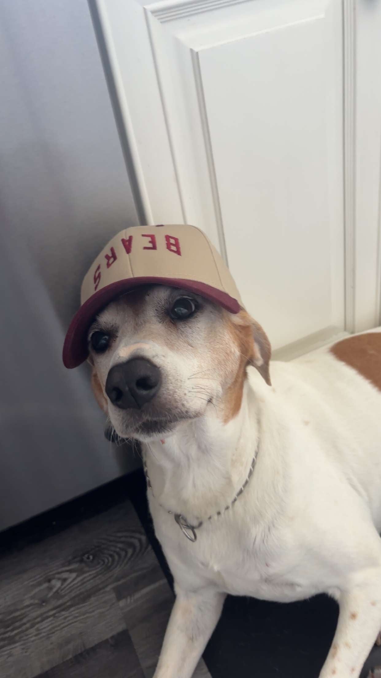 BEARS Hats Preorder AVAILABLE (read description)